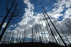 Požárem zničený mongolský les