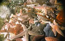 Příklad hvězdice na přeplněném a rušivém pozadí