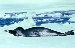 Tuleň leží na ledu, v tlamě má tučňáka