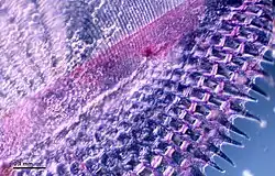 Ktenoidní šupina pod mikroskopem.