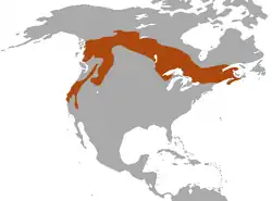 Rozšíření kuny rybářské (hnědě).