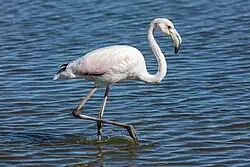 Obrázek Plameňák común (Phoenicopterus roseus)