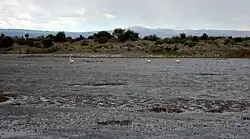 Plameňáci na jezeře Colhué Huapi