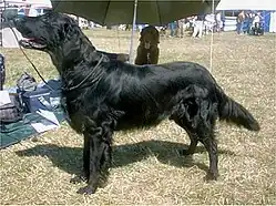 Flat coated retriever ve výstavním postoji