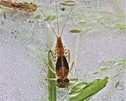 Nymfa Rhithrogena spp.