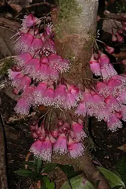 Kauliflorní druh hřebíčkovce Syzygium cordemoyi