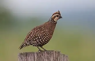 alternativní popis obrázku chybí