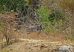 Divoké prase pod bedlivým dohledem schovaného levharta (Yala National Park)