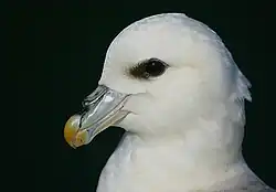 Portrét bílého ptáka s patrnými trubičkovitými nozdrami na horním zobáku