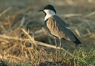 alternativní popis obrázku chybí