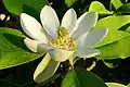 Květ šácholanu viržinského