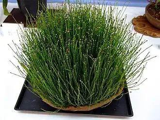 alternativní popis obrázku chybí