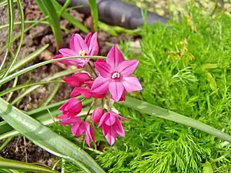 alternativní popis obrázku chybí