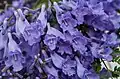 Květenství Jacaranda cuspidifolia