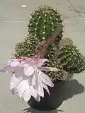 Echinopsis oxygona