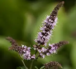 Detail květenství máty