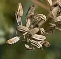 Plody fenyklu obecného (Foeniculum vulgare)