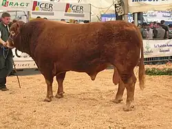 Býk plemene limousine