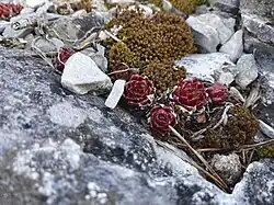 Rostliny na Folkmarské skále (Jaro)