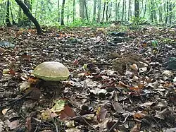 Hřib na cestě k Folkmarské skále