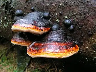 alternativní popis obrázku chybí