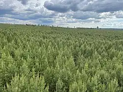 Borový les v Selengském ajmagu