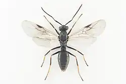 Mravenec Forelův - samec