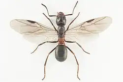 Mravenec Forelův - samička