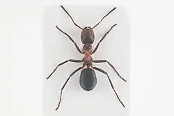 Mravenec Forelův - dělnice