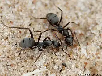 popis obrázku chybí