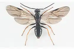 Mravenec rašelinný - samec