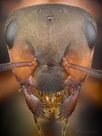 alternativní popis obrázku chybí