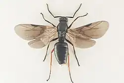 Mravenec množivý - samec