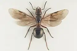 Mravenec množivý - samička