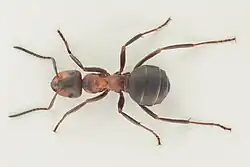 Mravenec množivý - dělnice