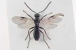 Mravenec pasekový - samec