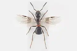 Mravenec pasekový - samička