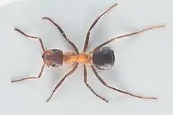 Mravenec pasekový - dělnice