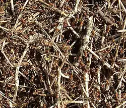 Detailní pohled na mraveniště.