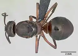 Detailní pohled na mravence lesního i s měřítkem.