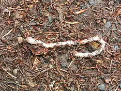 Mravenci lesní nesou kořist do svého hnízda.