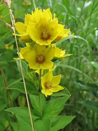 alternativní popis obrázku chybí