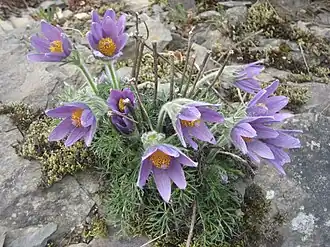 alternativní popis obrázku chybí