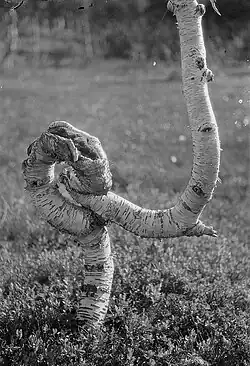 Bříza (betula pubescens), kmen několikrát ohnutý sněhovou zátěží nebo bouří, Laponsko, 1930