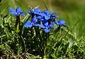 Gentiana verna