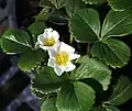 Fragaria chileonesis var 'Patagonia' s listy výrazně podobnými dnes pěstovaným jahodám.