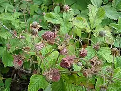 Jahodník truskavec (Fragaria moschata)