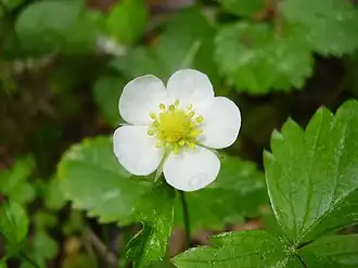 alternativní popis obrázku chybí