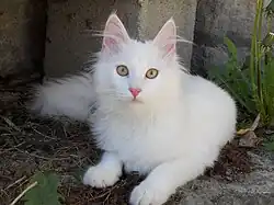 Bílá turecká angora