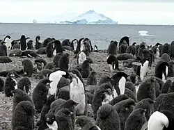 Franklinův ostrov v Antarktidě